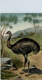 Austalia - Emu