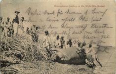 Hippopotamus hunting on the White Nile Sudan