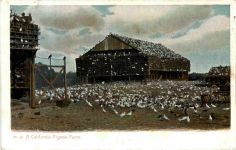 A California Pigeon Farm