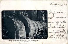 California Redwoods - The Fallen giant