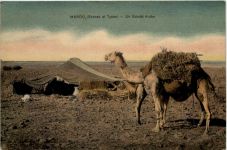 Maroc - Un Gourbi Arabe
