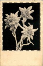 Edelweiss