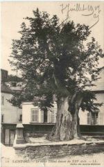 Saint-Die Vosges, Le vieux Tilleul datant du XVIII siecle