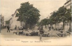 Draguignan - Boulevard des Marronniers