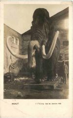 Mamut