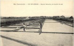 Ile d Oleron - Marais Salants