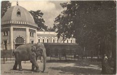 Basel - Zoologischer Garten - Elephant