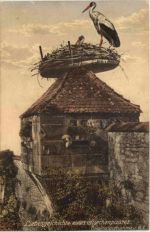 Liebesgeschichte eines Storchenpaares