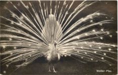 Vogel - Weisser Pfau