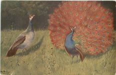 Vogel - Pfau