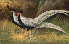 Vogel - Silberfasan