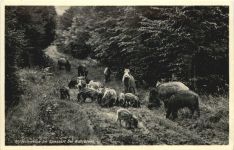 Wildschweine im Spessart bei Rohrbrunn