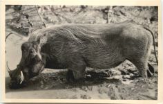 Warthog - Schwein
