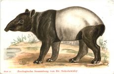 Schabrackentapir