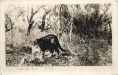 Argentina - Tigre del Chaco