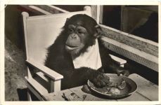 Chimpanse Joke - Dierenpark Arnhem