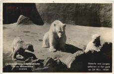 Rhenen - Ouwehands Dierenpark - Eisbär