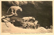 Hamburg-Stellingen - Carl Hagenbecks Tierpark - Löwenschlucht