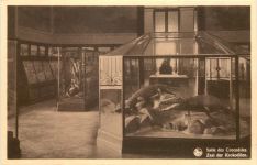 Tervueren - Musee du Congo Belge - Krokodil