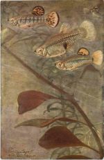 Fische - Limia vittata Gulchenot