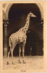 Giraffe