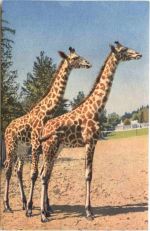 Giraffe