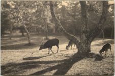 Rehe