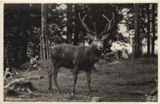 Hirsch