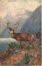 Hirsch
