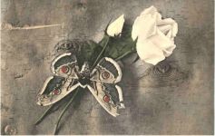 Schmetterling mit Rosen