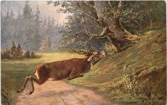 Hirsch