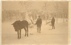 Pferd - Ski
