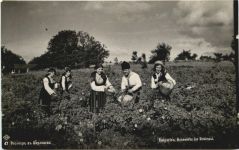 Bulgarien - Rosnernte im Rosental