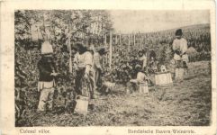 Rumänische Bauern - Weinernte - KuK Feldpost