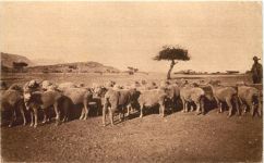 Wollschafe auf Boigtsland DSW