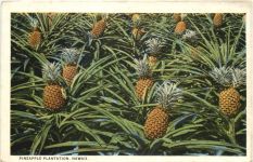 Hawaii - Pinapple Plantation