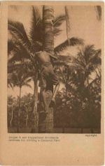 Javanese boy climbing a Cocoanut Palm