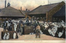 New Orleans - Weighing Cotton