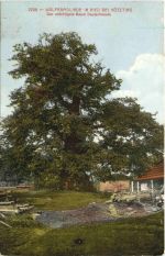 Wolframslinde in Ried bei Kötzting