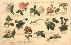 Lenguaje de las flores - Blumensprache