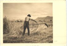 Bauer - Landwirtschaft