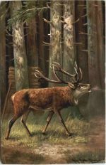 Hirsch - Künstler Ak