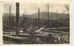 Zwiesel - Durch Orkan zerstörter Wald 1929