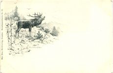 Hirsch - Künstler Ak Foerderreuther