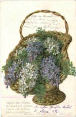 Blumen - Flieder