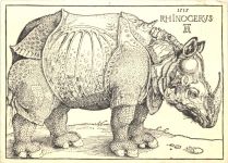 Rhinocerus