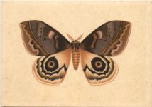 Schmetterling - Amerikanischer Augenspinner