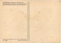 Schmetterling - Amerikanischer Augenspinner