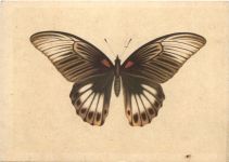 Schmetterling - Indischer Schwalbenschwanz