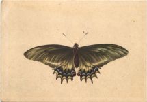 Schmetterling - Südamerikanischer Schwalbenschwanz